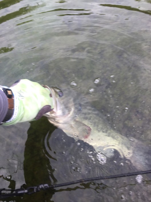 Chick KBF Trail 2019 henry June 15 Fish (107)